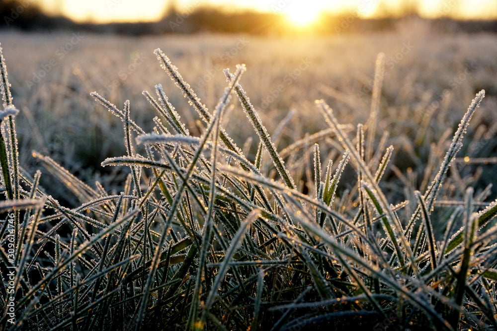 ⋆How To: Avoiding Frost Damage⋆