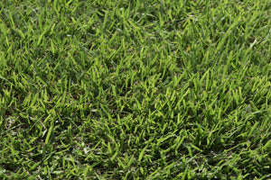 close up of zoysia blades