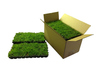 Zoysia trays beside shipping box