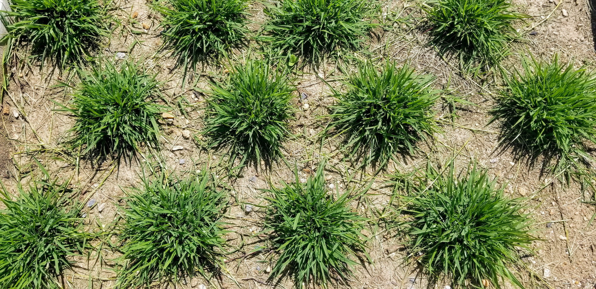 How Fast Does Zoysia Grass Spread: Ultimate Growth Speed Revealed