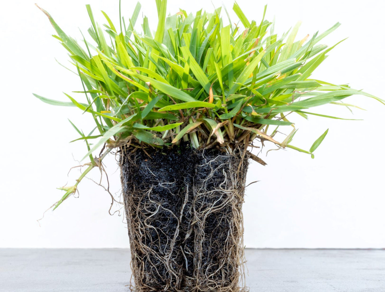 When to Plant Zoysia Plugs