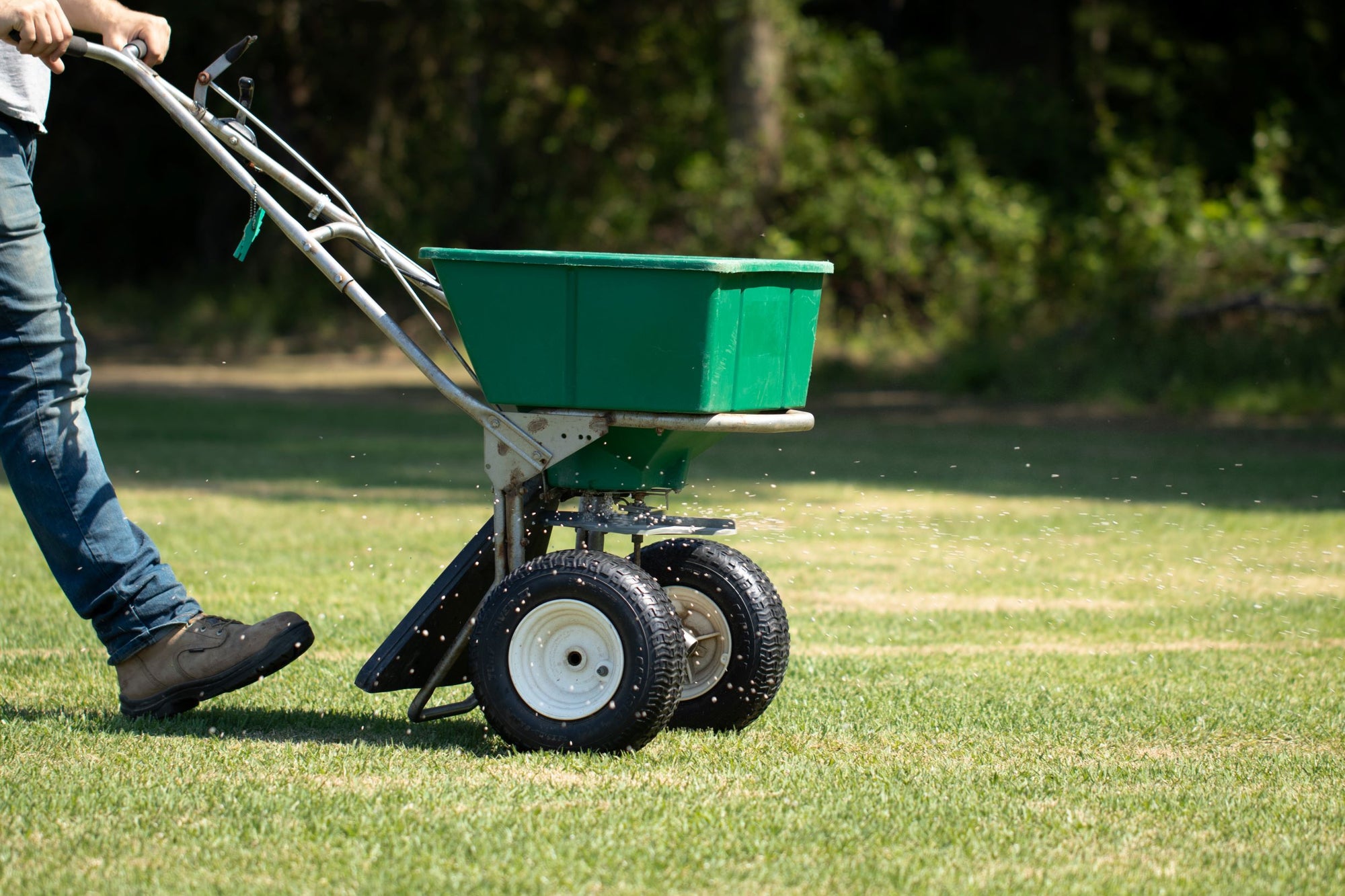 ⋆How To: Fertilize Zoysia⋆