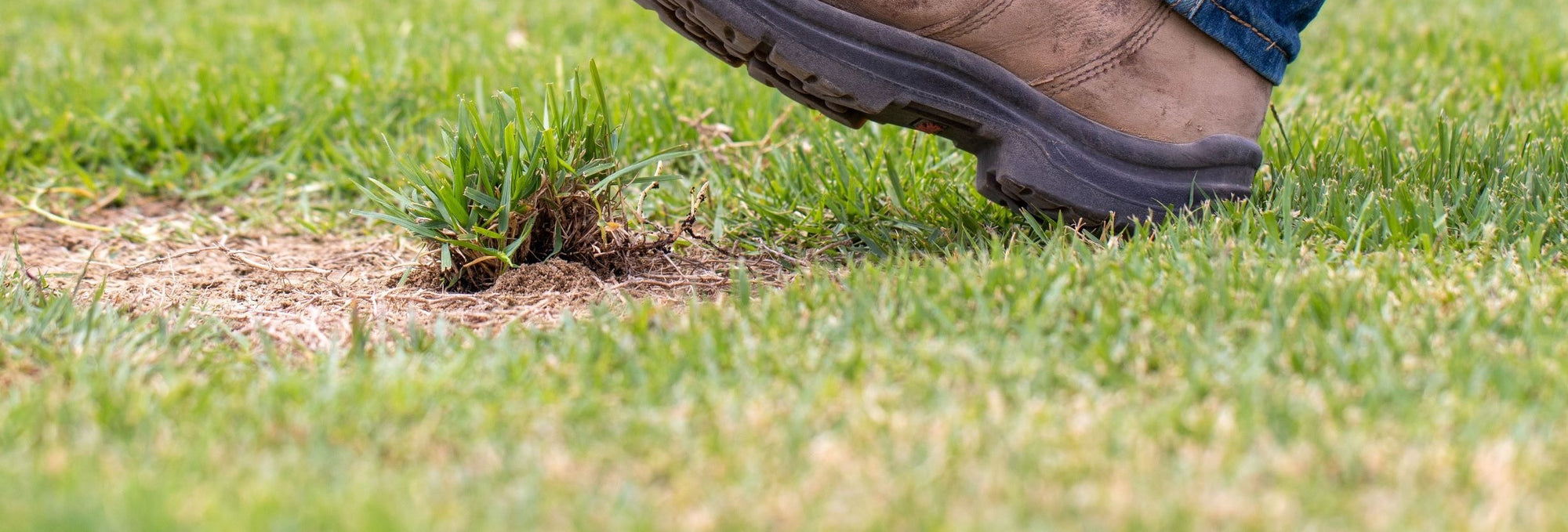 Beneficial Fungus? Can Mycorrhizae Help my Lawn?
