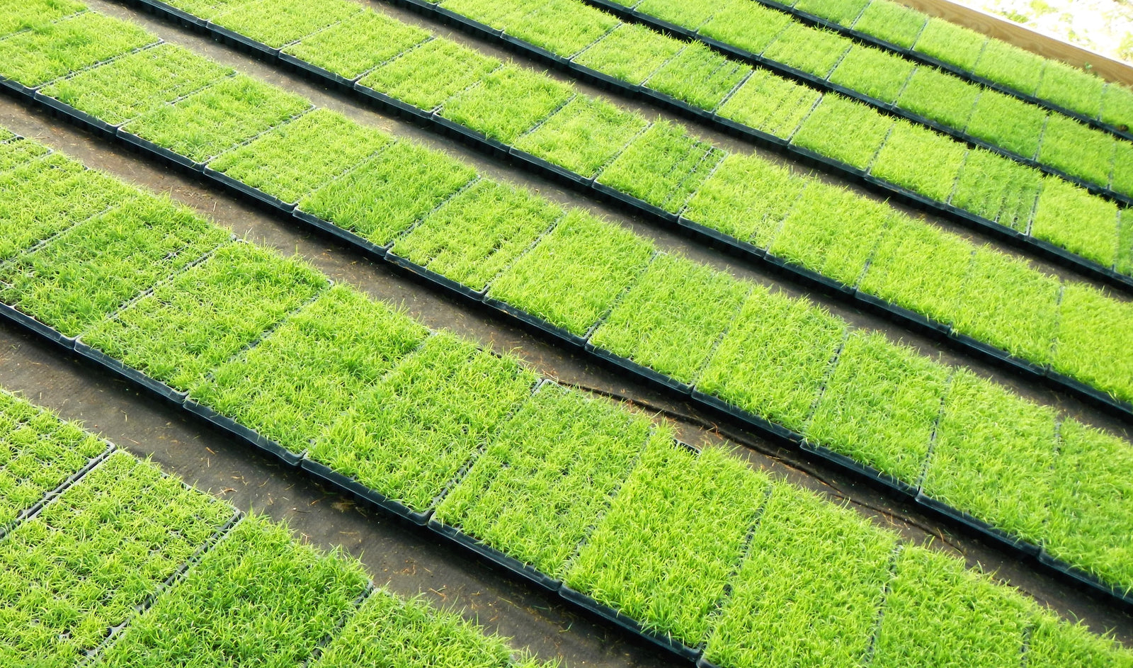 Zoysia plugs vs Seed