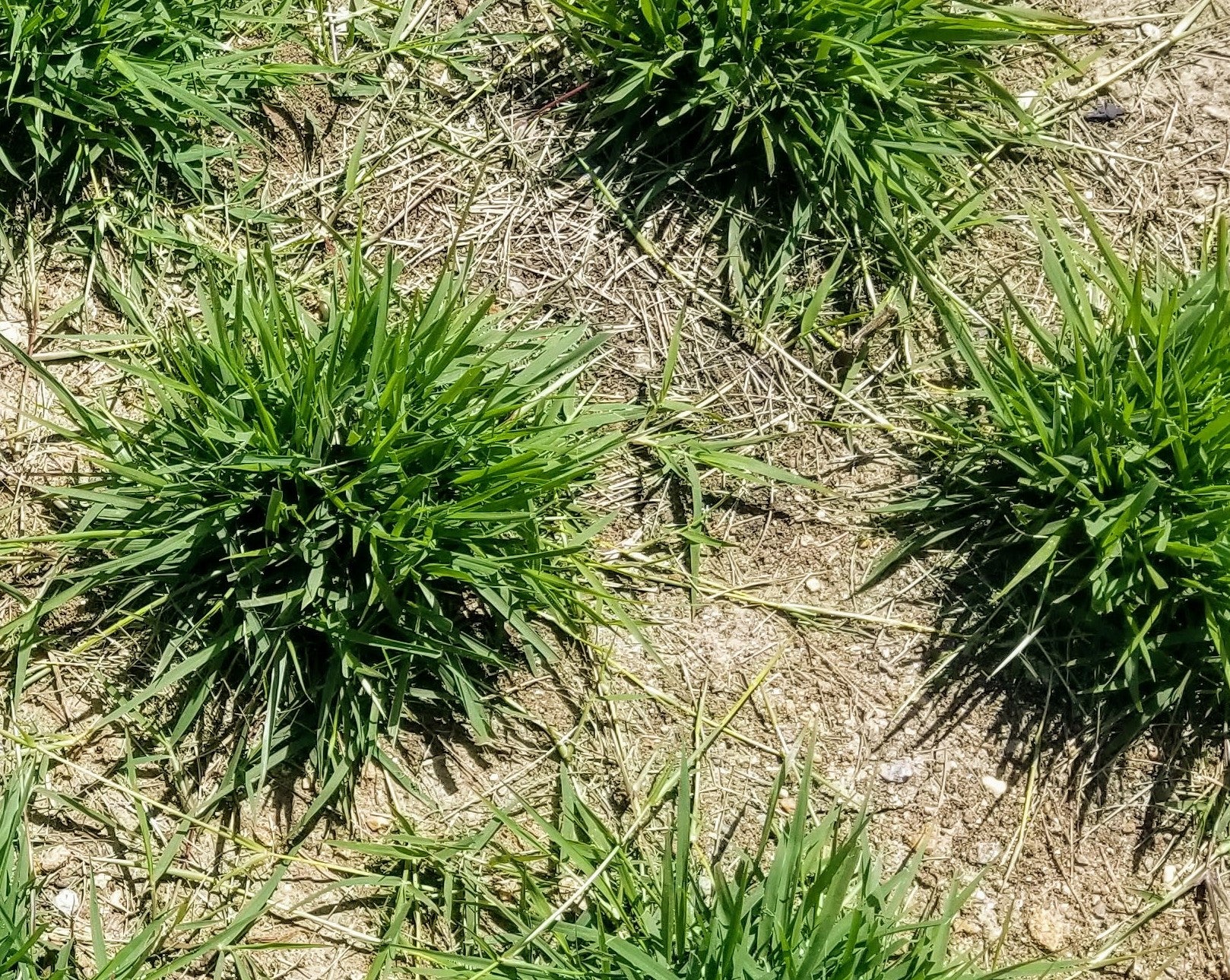 Help! I have weeds in my Zoysia