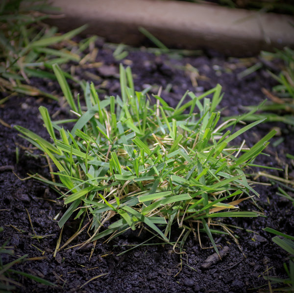 Zoysia: A History Lesson