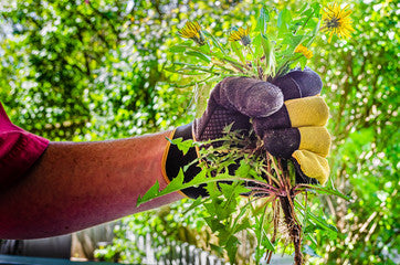 Identifying and Treating Weeds