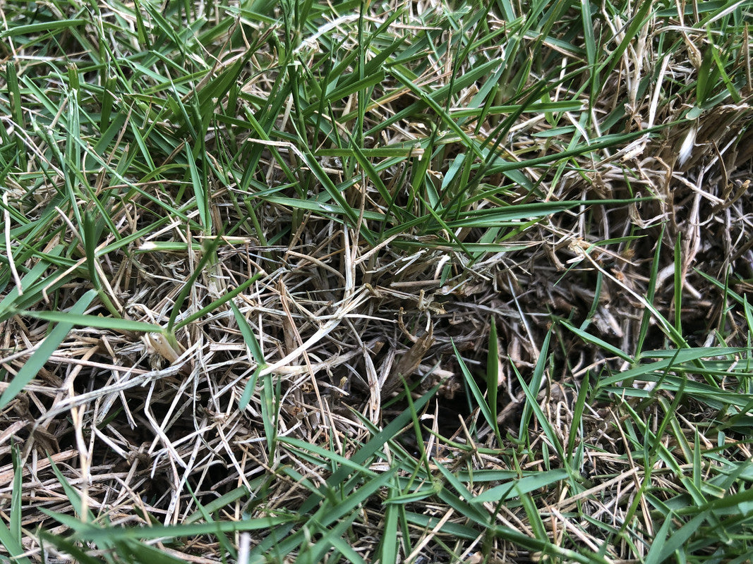 zoysia thatch