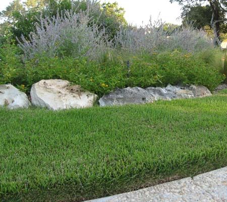 Is Zoysia for Me?