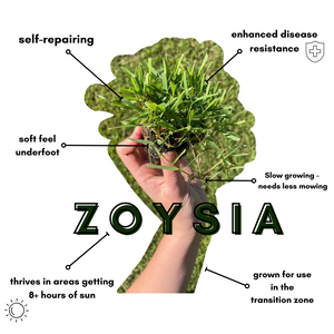zoysia characteristics