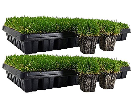 Zoysia Grass Plugs | Zoysiaplug.com - ZoysiaPlug.com