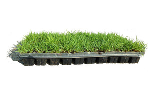 50 cell tray of zoysia grass plugs.