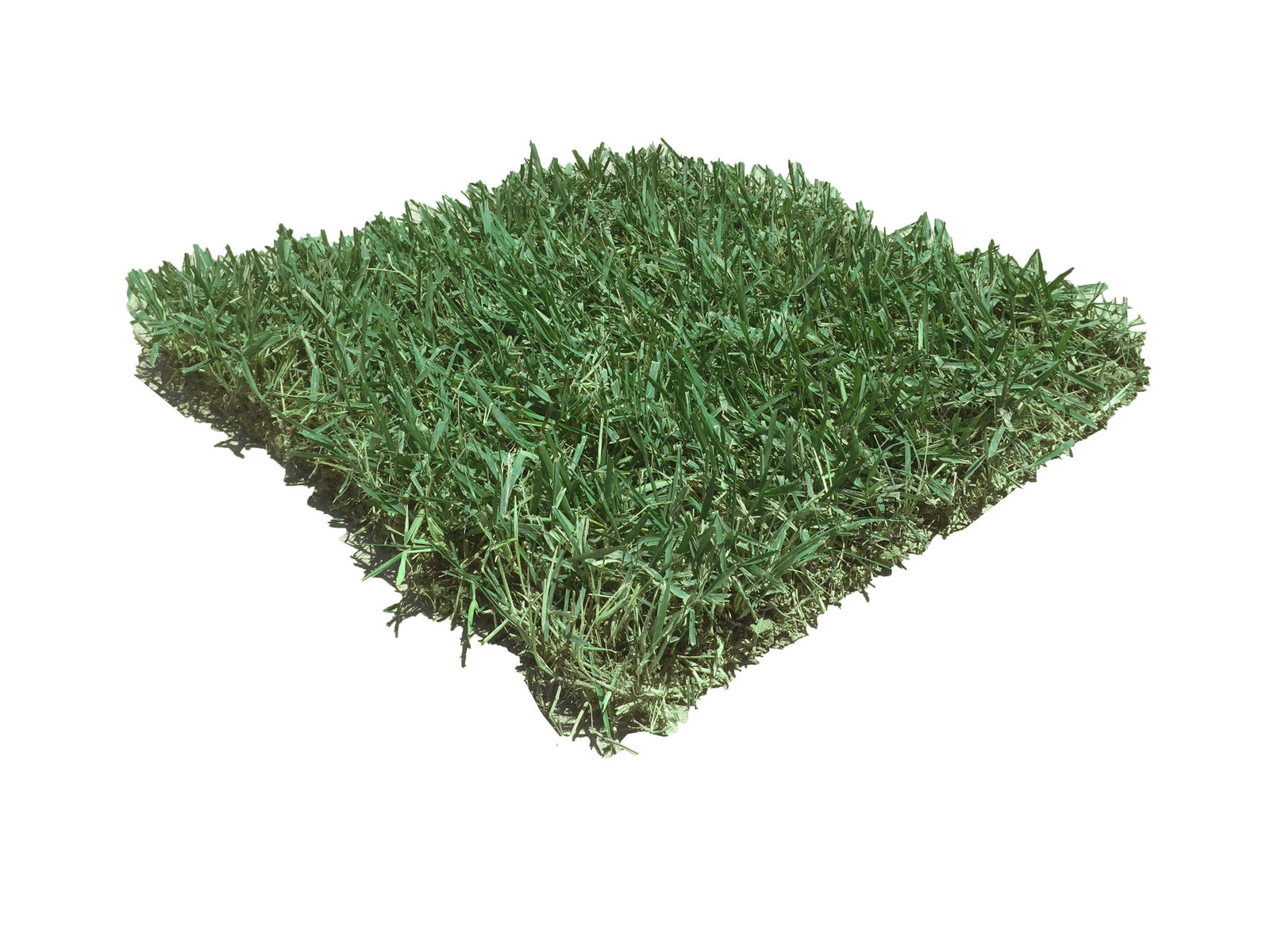 Slab of zoysia - one flat piece of sod 