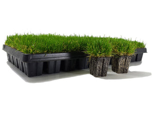 Zoysia Grass Plugs (50 pack)